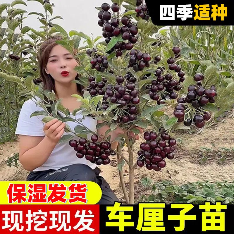车厘子的种植方法，小白必看！手把手教你从零开始，种出甜美的车厘子！