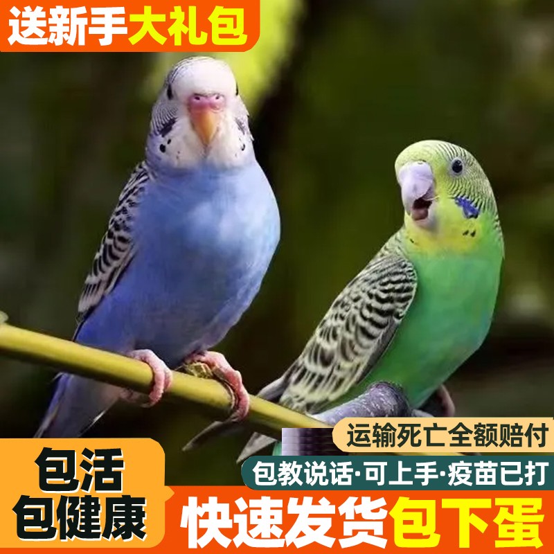 虎皮鹦鹉大头萌宠，开口说话，手养小鸟，快来围观！
