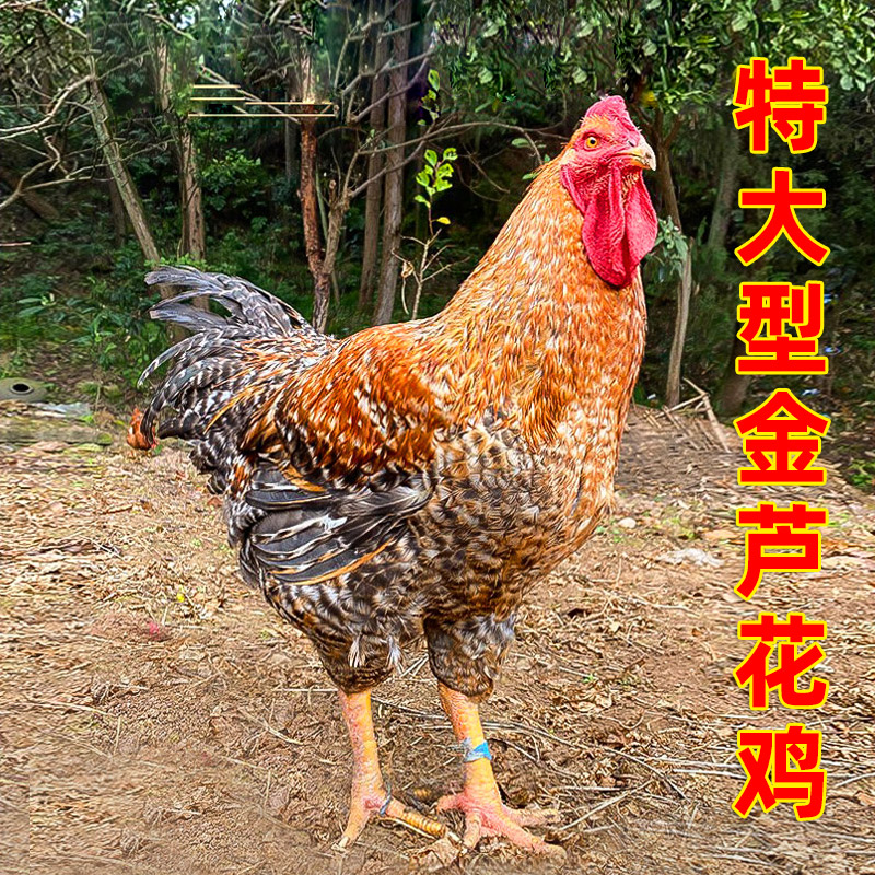 金芦花鸡种蛋：孵出正宗土鸡的秘密武器！