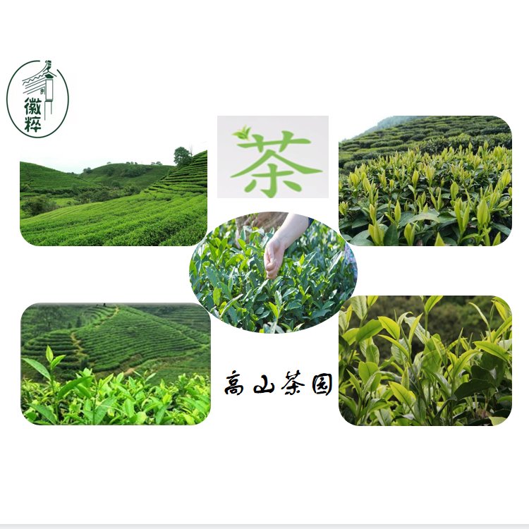 六安瓜片制作工艺全解析，小白必看，带你沉浸式体验传统茶艺的魅力！