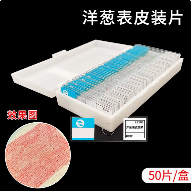 高品质迎春叶横切装片：生物玻片标本中的教学神器，带你揭秘微观世界！