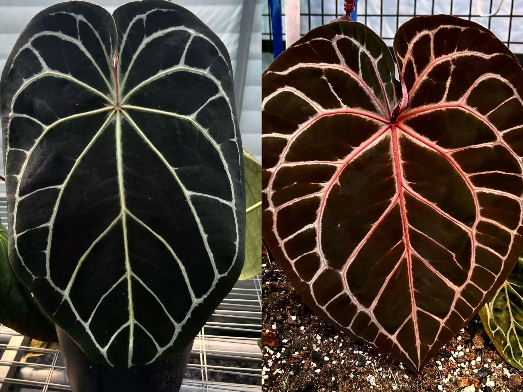 黑寡妇红水晶：神秘宝石背后的真相与传说
