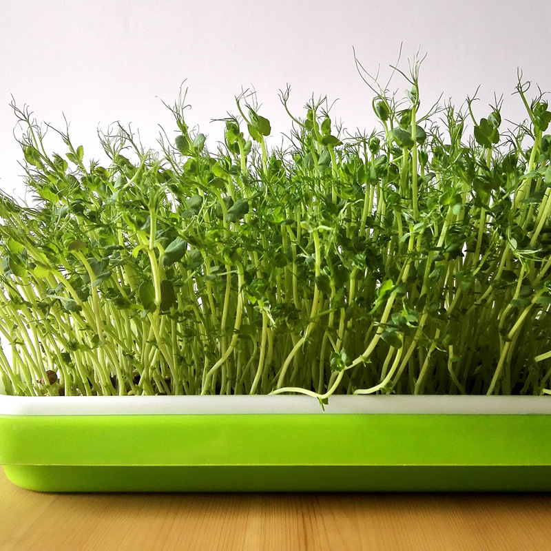 豌豆苗水培种植大揭秘：在家轻松享受绿色蔬菜盛宴！