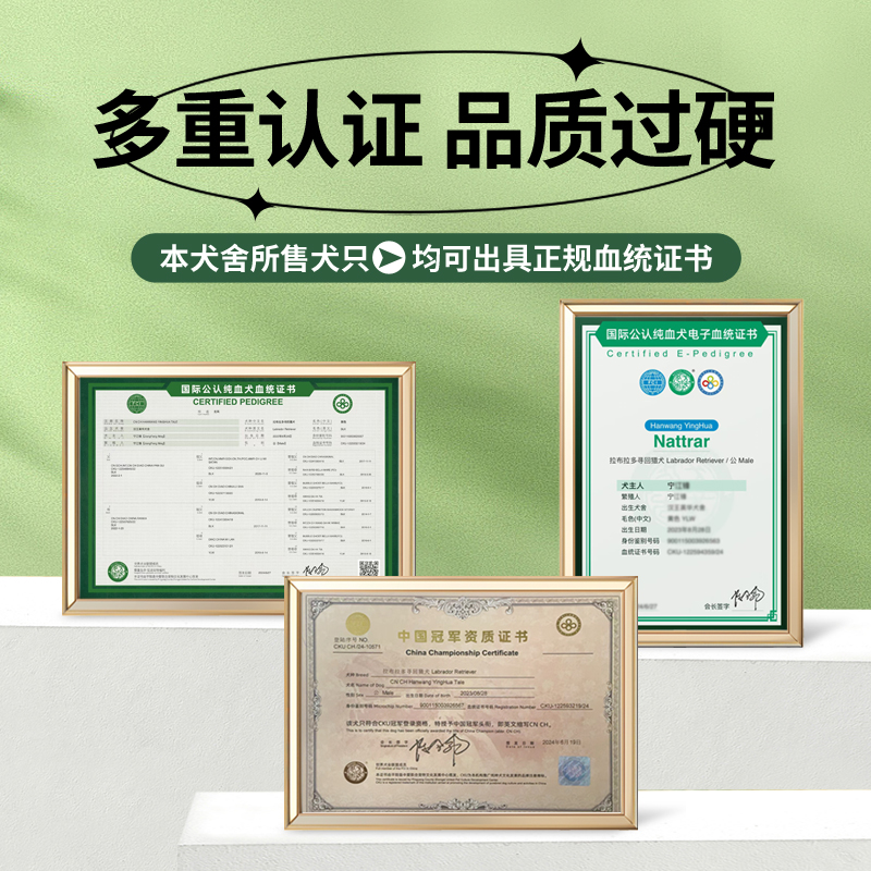 拉布拉多犬有哪些颜色分类呢？