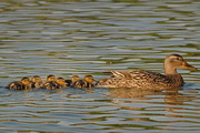 Ducks Unlimited Screensaver1.0