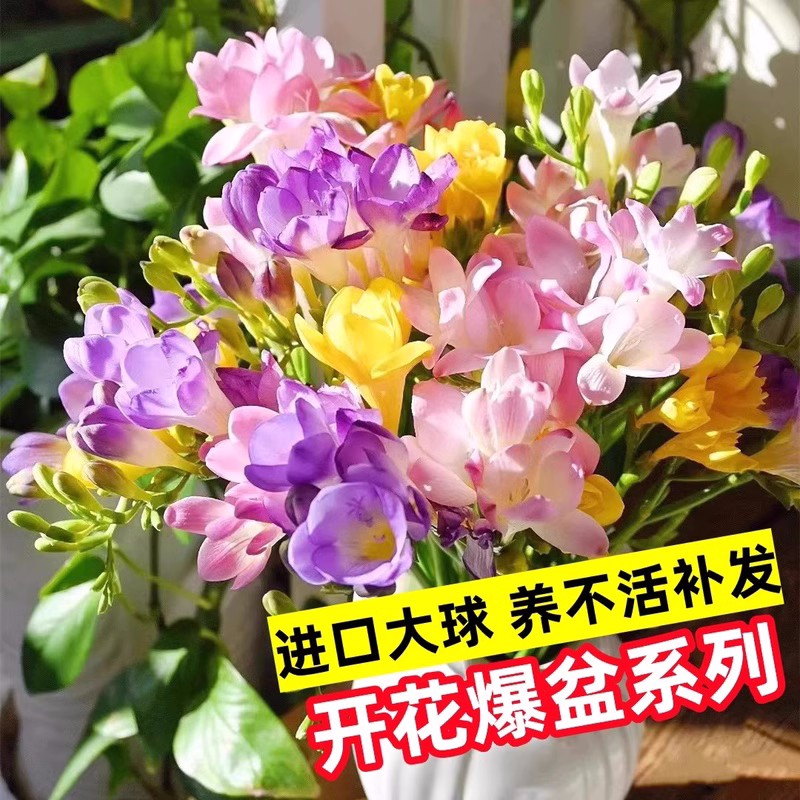 香雪兰种球：四季播种，花开四季，小苍兰鲜花盆栽，进口重瓣特大球带花苞种球混色，让你的阳台瞬间变身花海✨