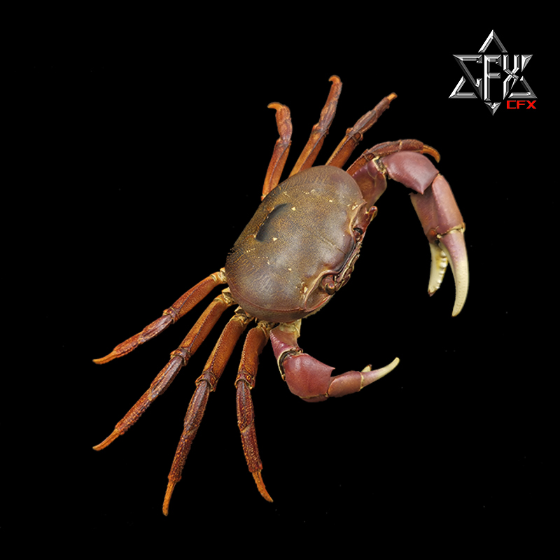 凶狠圆轴蟹：海洋生物界的神秘战士，科普教育的新宠儿