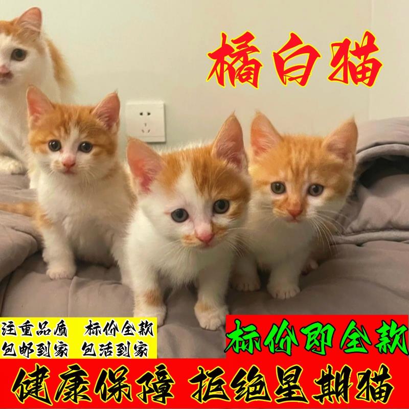 中华田园猫的魅力：橘猫幼崽、狮子猫、狸花猫幼猫、小桔猫、白猫、三花奶牛猫的温馨故事