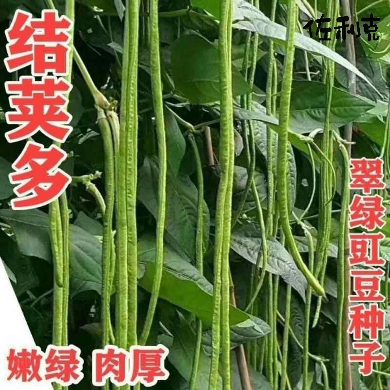 宽1米/1.8米/2.0米壁挂式爬藤架：解锁阳台新玩法，打造梦幻花园的秘密武器！