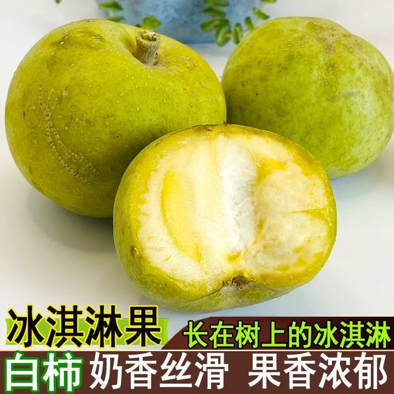 顺丰包邮| 云南奶香冰淇淋白柿子，新鲜冰激凌果，高端新奇雪糕果，尝鲜必备！✨