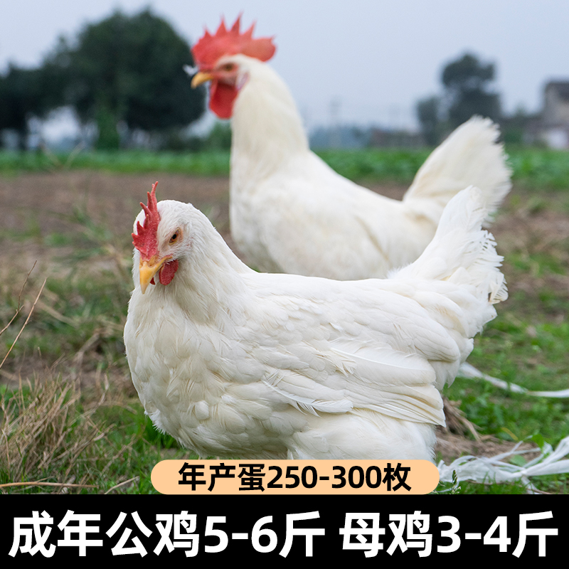 纯种白来航鸡种蛋受精蛋大揭秘：如何确保高孵化率的小白鸡诞生?