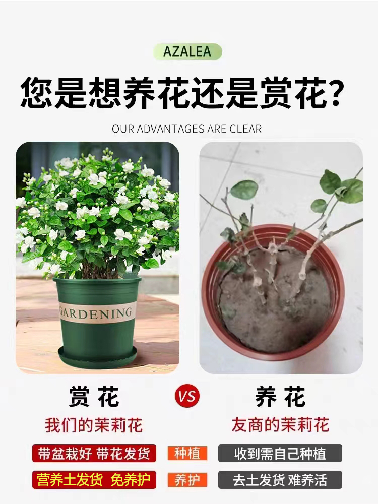 室内四季开花的秘密武器：茉莉花苗、九里香老桩、水培栀子，你家缺哪一样？