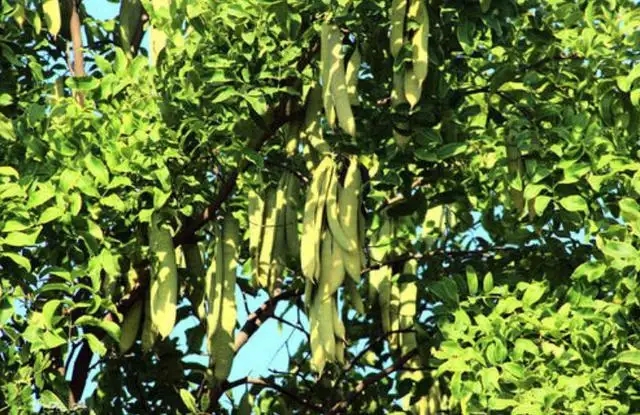 皂角米！天空之米！无糖无硫，纯净享受✨
