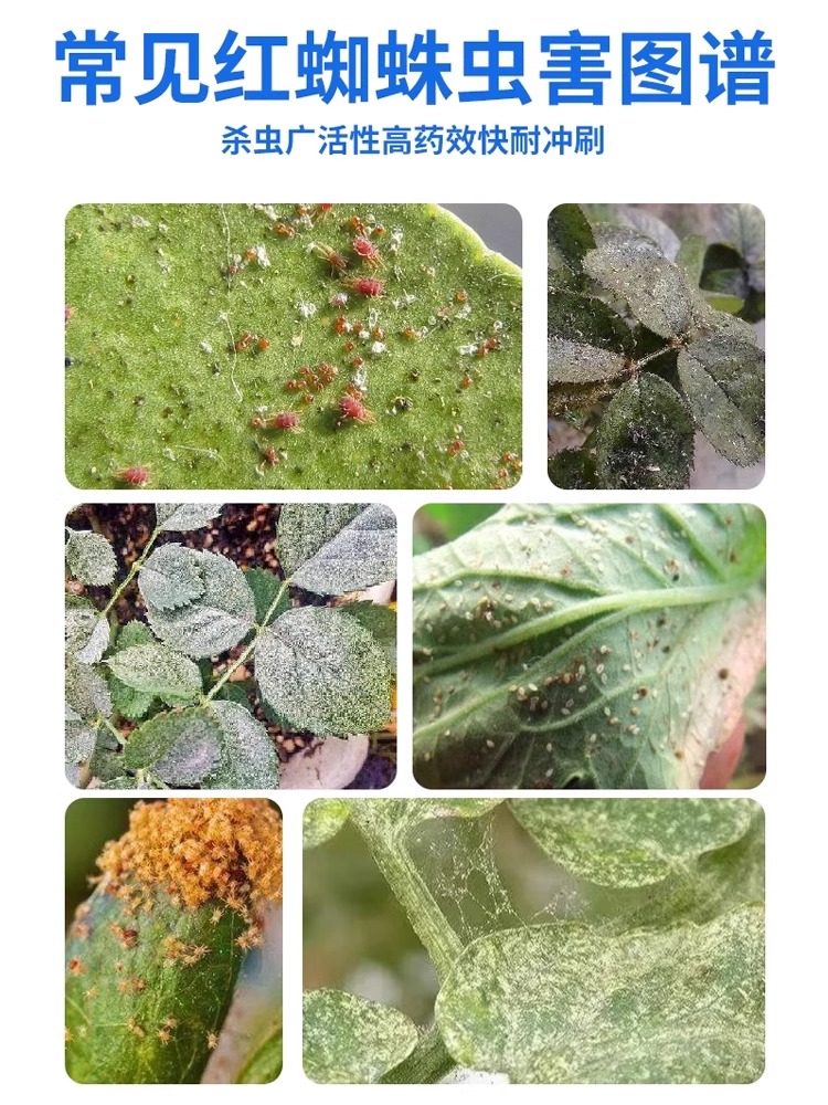 红白蜘蛛杀手大揭秘：联苯肼脂乙螨唑，花卉植物的守护神！