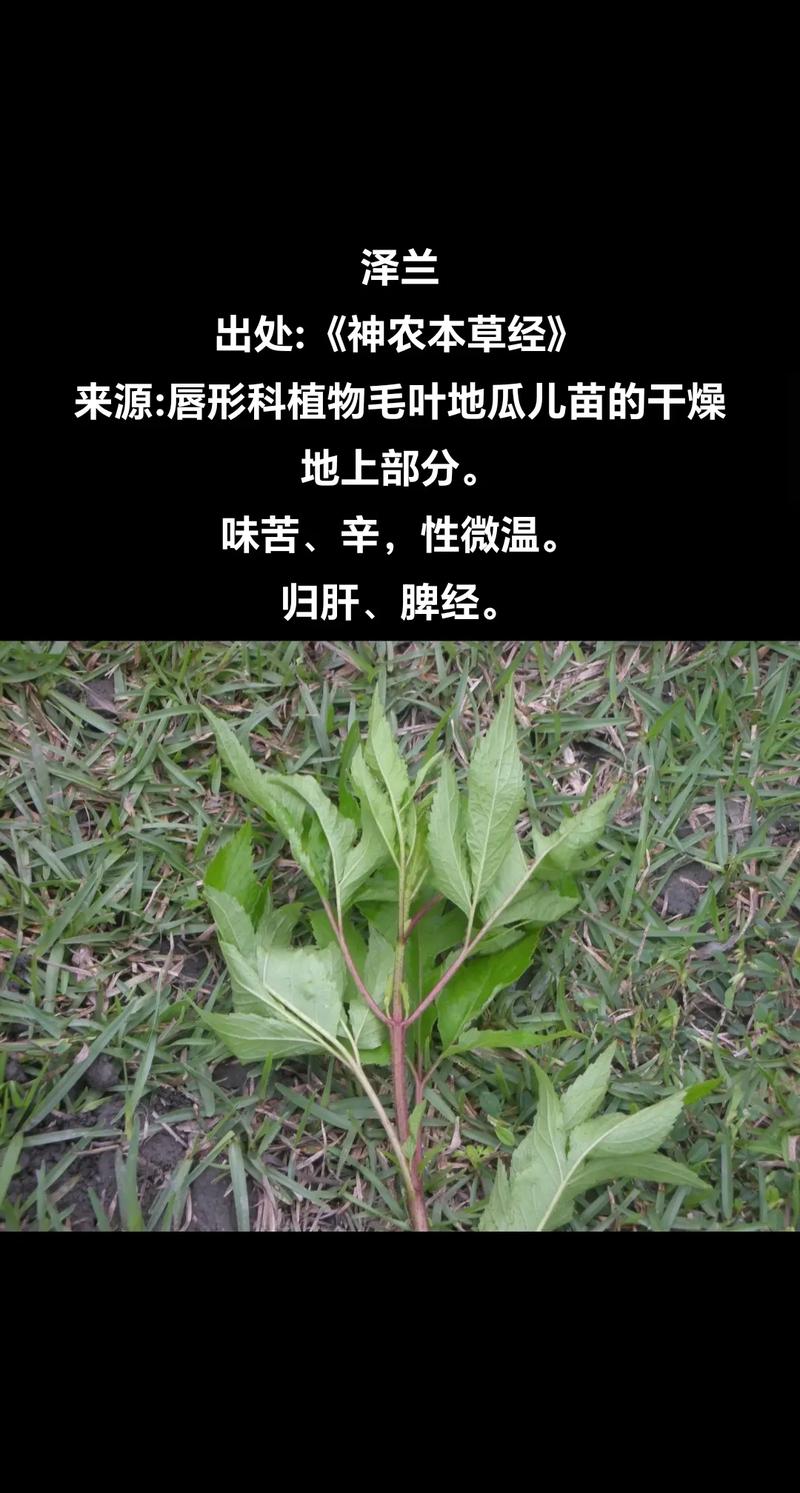 泽兰的功效与作用,传统中药中的瑰宝