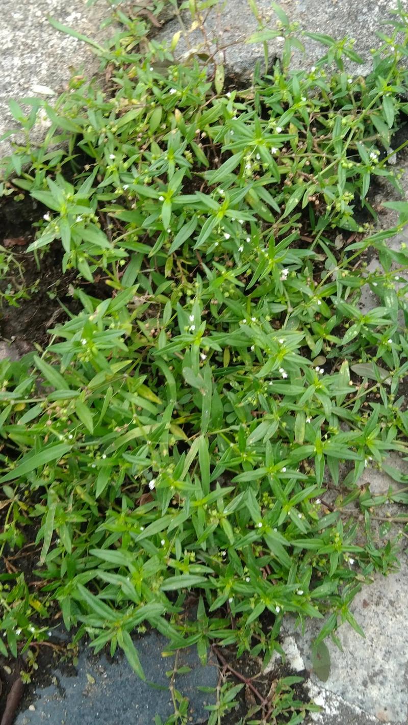 白花蛇舌草图片,白花蛇舌草——大自然的神奇草药