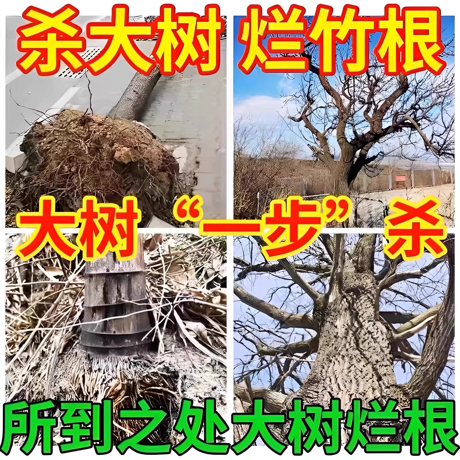 烂根除大树专用药：一针倒毒树王，彻底解决烂树大树难题！