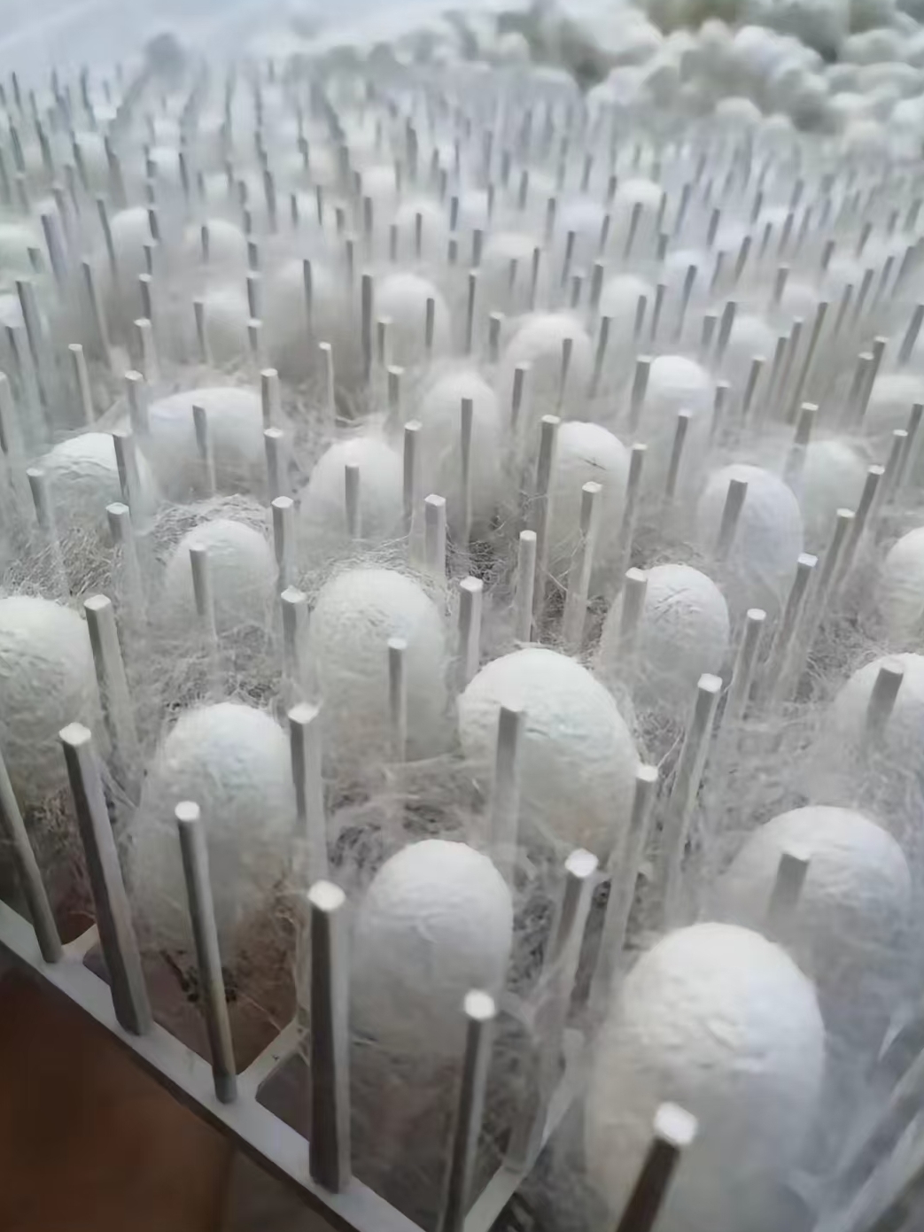 180孔方格簇蚕结茧摘茧机：轻松养蚕，高效摘茧，带你走进养蚕新世界！