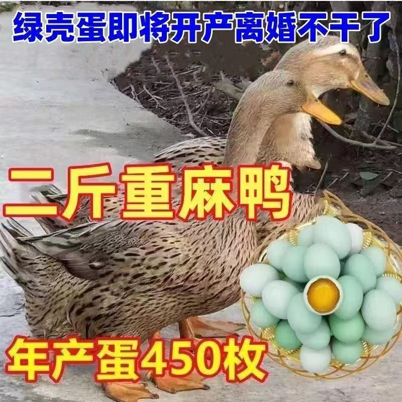 纯种半大麻鸭活苗产蛋王：花边鸭绿壳蛋鸭金锭鸭，谁才是真正的下蛋冠军？