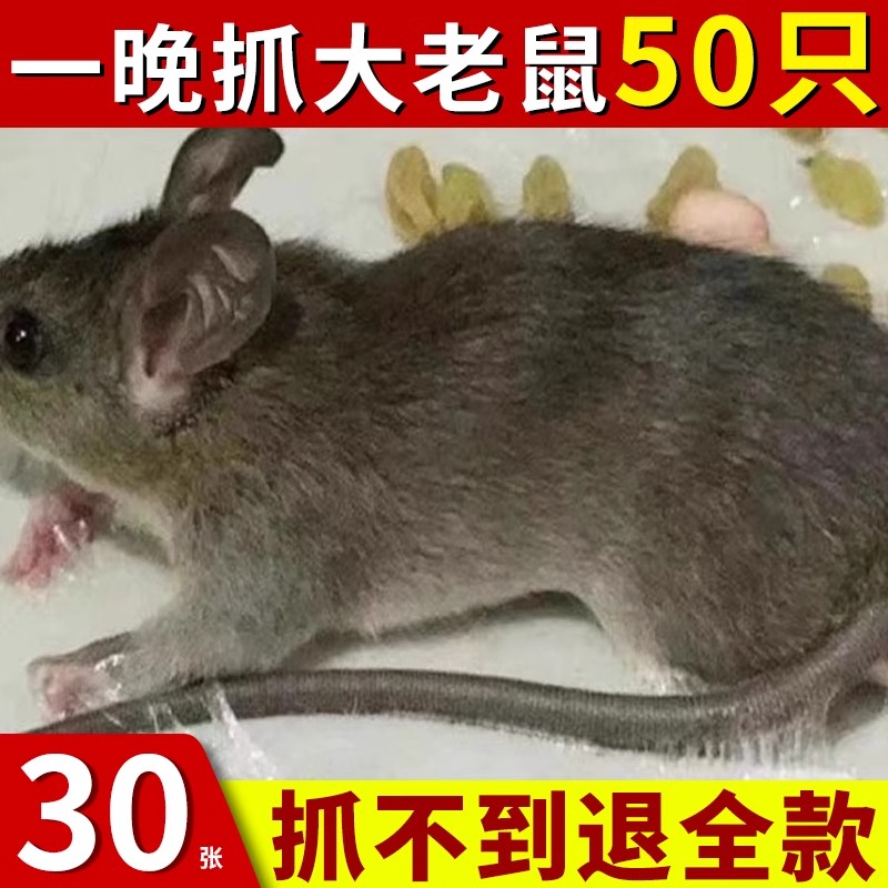 老鼠贴强力粘鼠板：30张灭鼠神器，大老鼠也难逃！