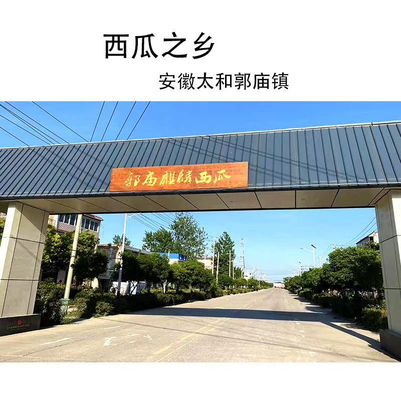 现摘包甜冰糖麒麟西瓜：当季水果界的甜蜜炸弹，一口爆汁的夏日盛宴！