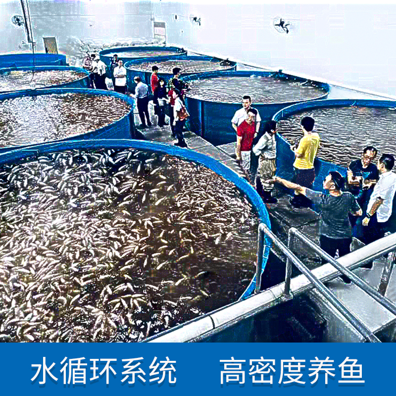 高效养殖利器：工厂化水产养殖PP鱼池，开启高密度室内循环水养殖新纪元！