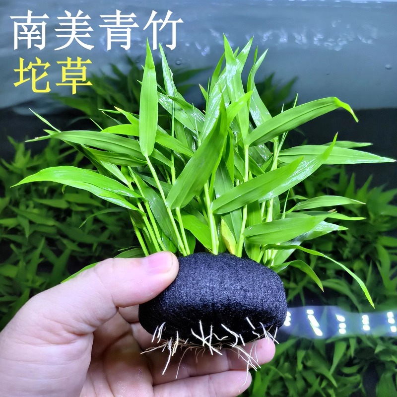 南美青竹水草：打造梦幻鱼缸，水质净化神器