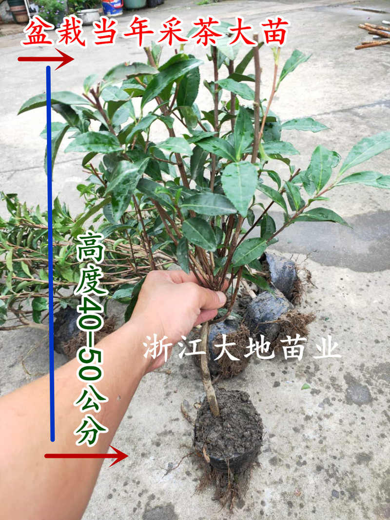大红袍武夷岩茶，喝出健康与美丽，绝绝子！