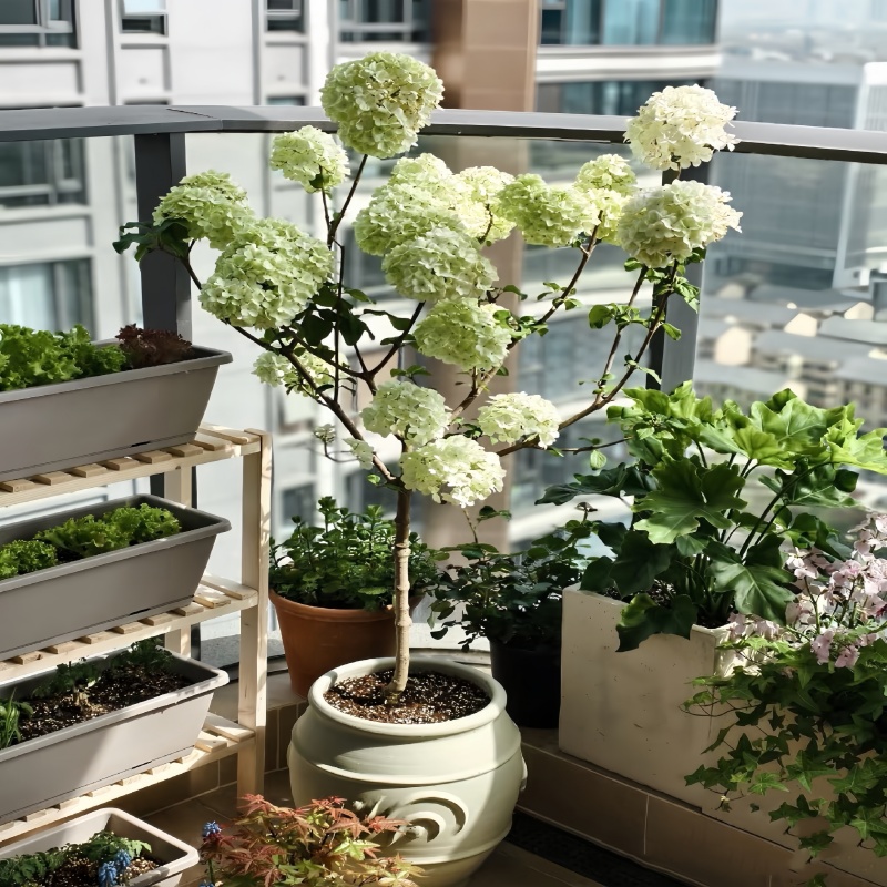 中华木绣球树苗：庭院别墅绿化新宠，四季常青的球型植物