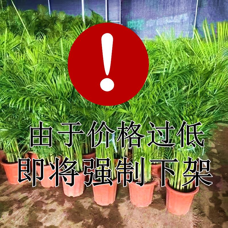 富贵椰子：四季常青的室内绿植，轻松养活的空气净化器！