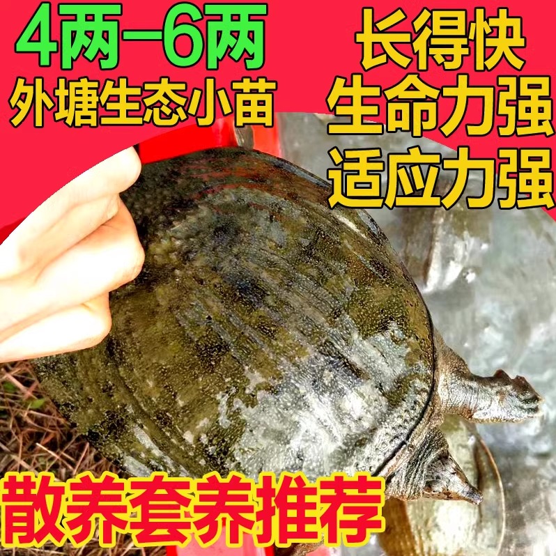 AlfaFile中转1G到底有多香？实测体验+使用攻略来了！这波真的不亏