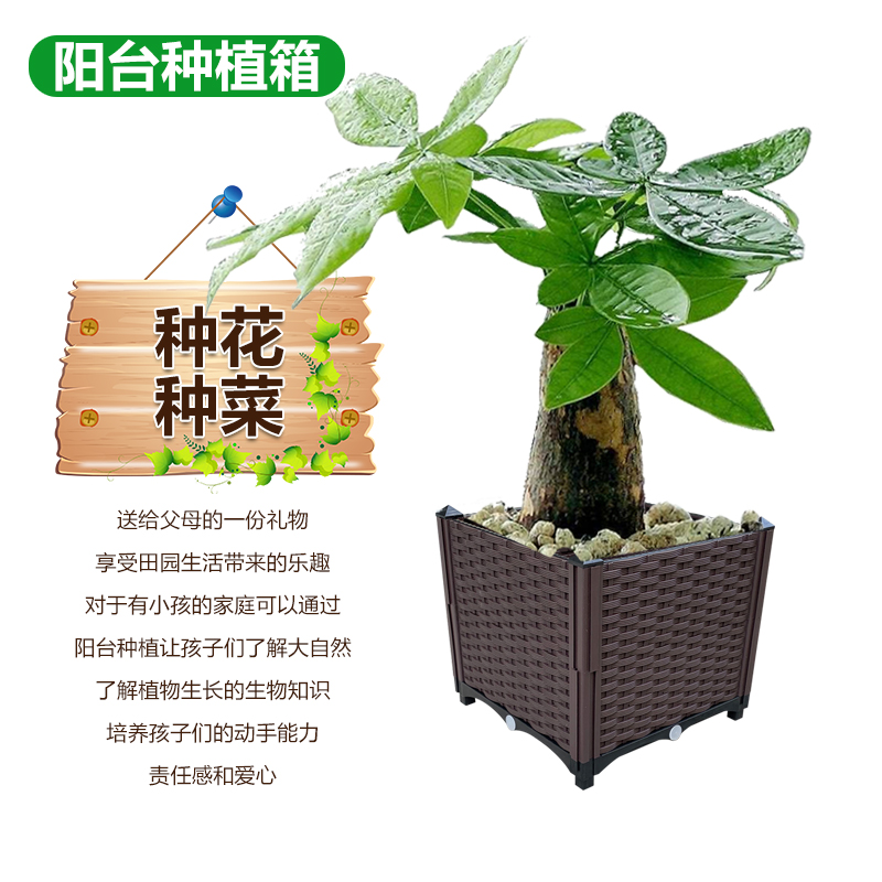 种菜专用箱：解锁阳台种菜新姿势，轻松拥有家庭蔬菜种植盆！
