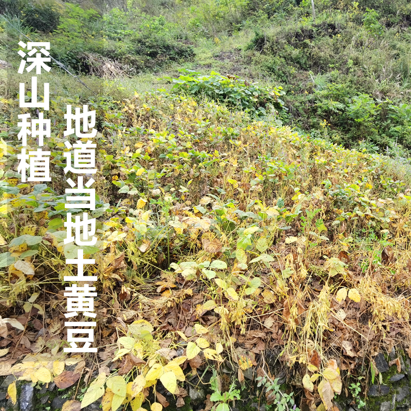秦岭深山农家自留土黄豆：豆制品爱好者的福音，5斤包邮！