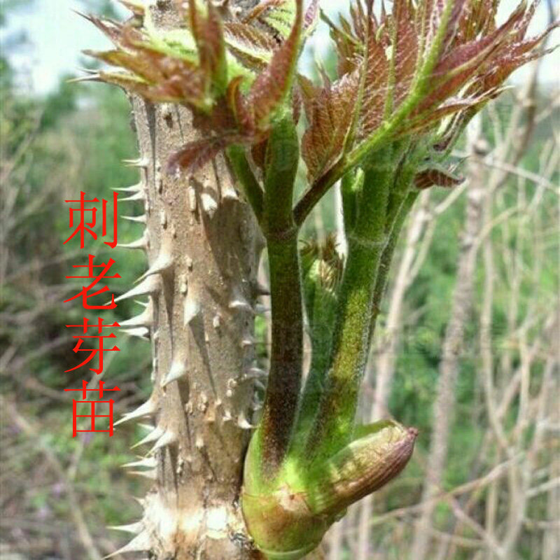 新鲜野生山野菜刺嫩芽，如何选择才是最优解？