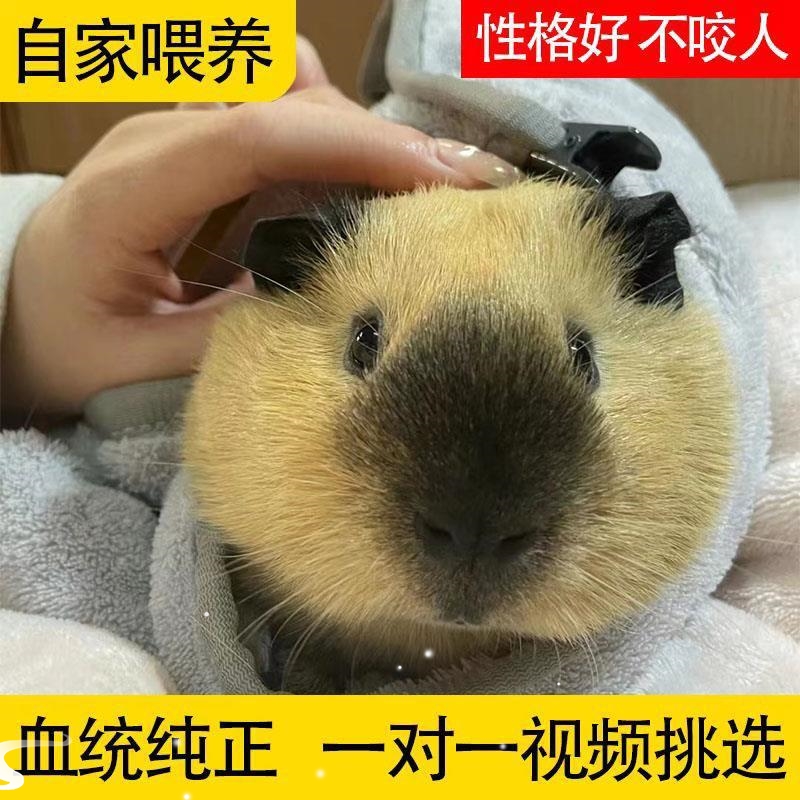 荷兰猪公仔活物：温顺宠物豚鼠，天竺鼠界的萌宠新星！