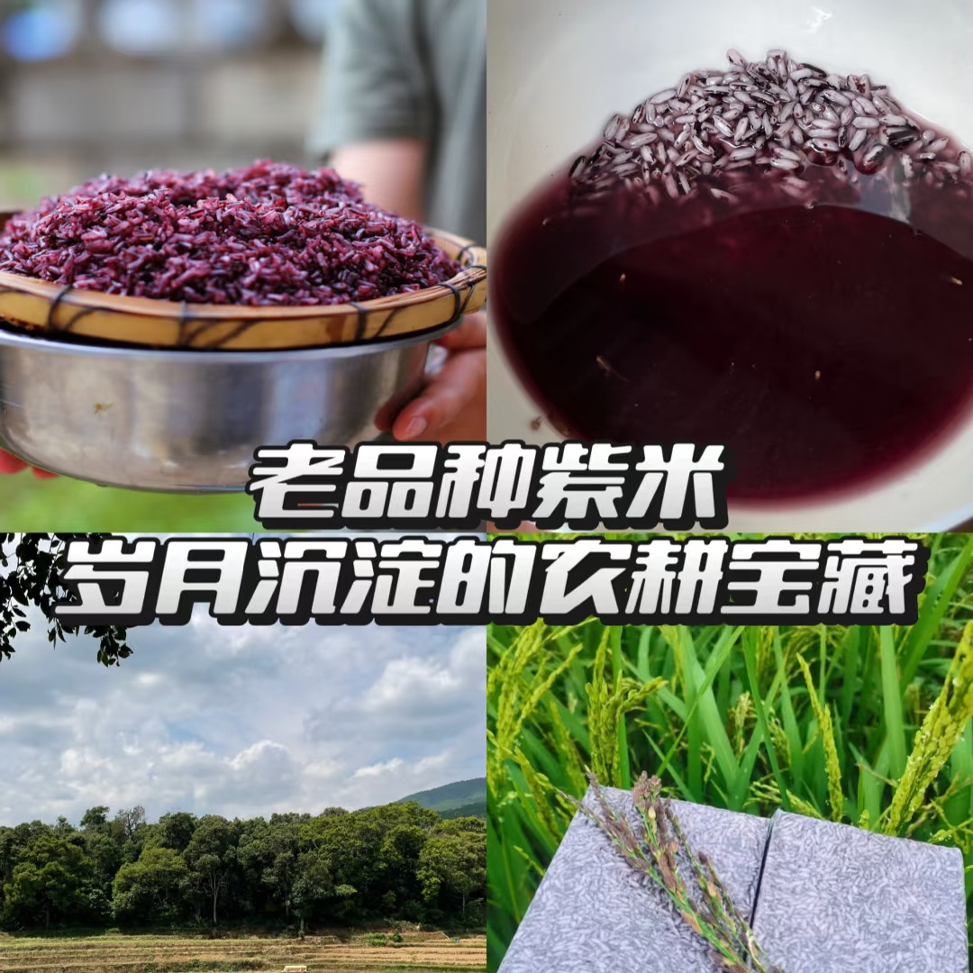 云南墨江紫米：天然五谷杂粮，减脂健身新宠！