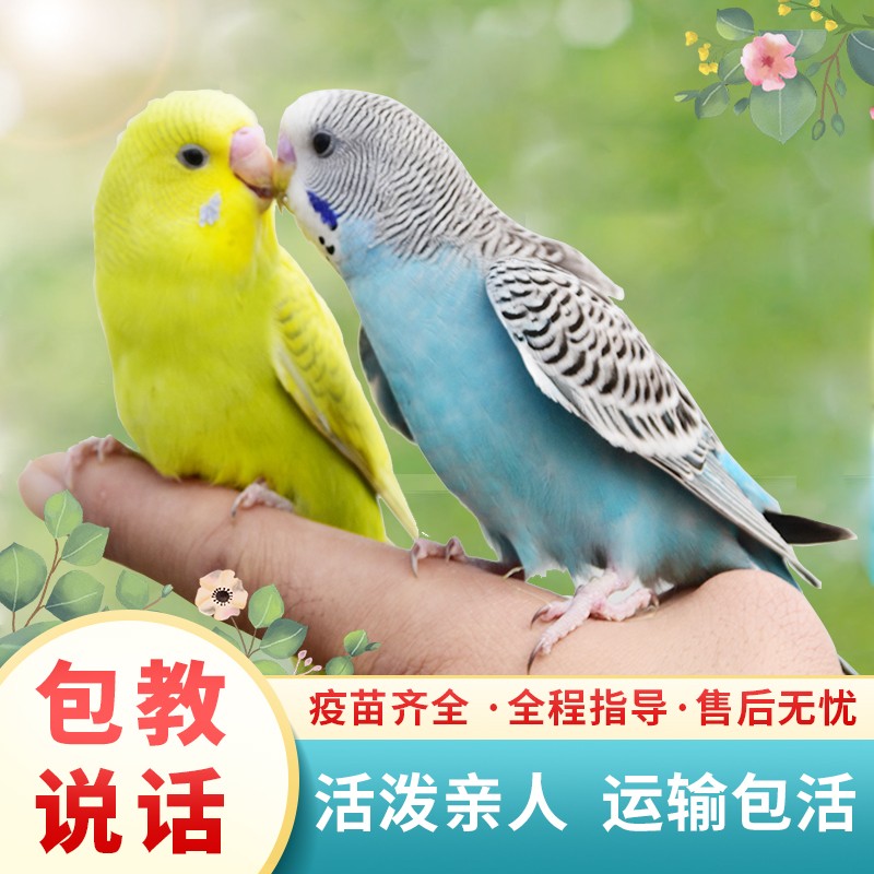 虎皮鹦鹉：会说话的小精灵，开启你的宠物新生活！