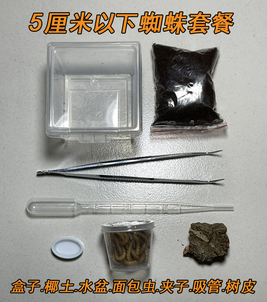 哥斯达黎加老虎尾蜘蛛：1-12cm活体捕鸟蛛，宠物蜘蛛界的温柔巨兽！