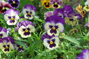 Flowers Garden Screensaver2.0