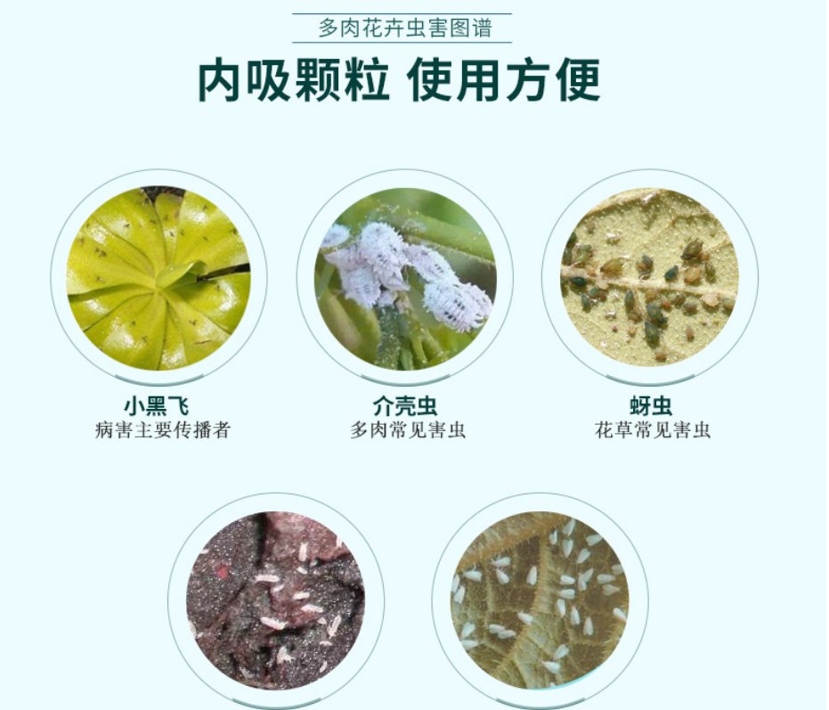 日出茶真的好喝吗？揭秘它为何让人欲罢不能，小白必看！