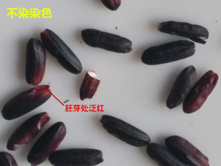 2025年新米广西巴马特产黑糯米，解锁养生新食尚！✨