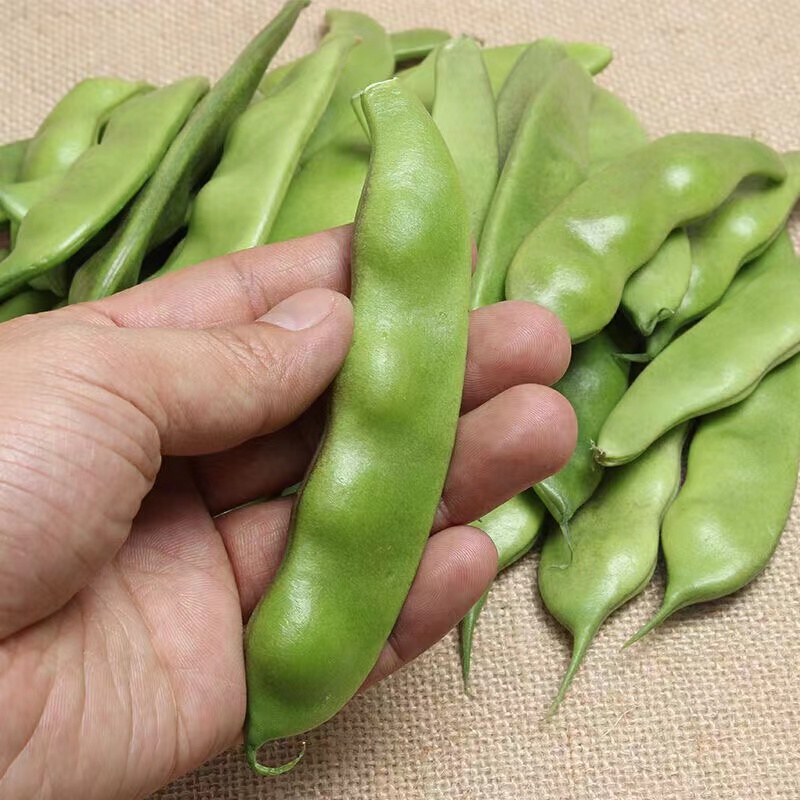 九月青豆角：秋季餐桌上的鲜美主角，开锅烂排骨炖豆角的绝妙搭配！