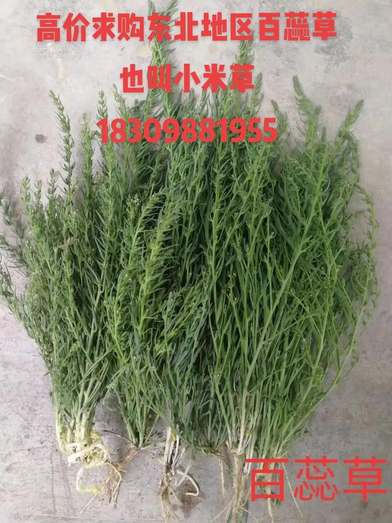 百蕊草价格,为何如此昂贵？