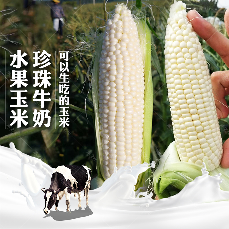 千牛是什么昆虫？揭秘“千牛”背后的真相！