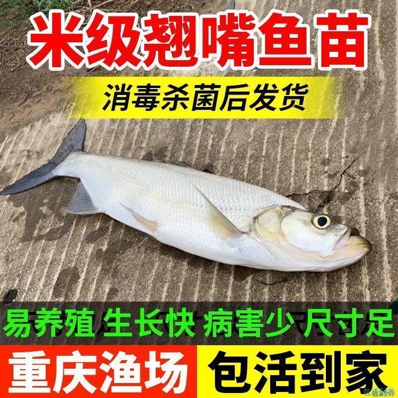 翘嘴鱼苗淡水养殖全攻略：从大米级到餐桌的美味之旅！