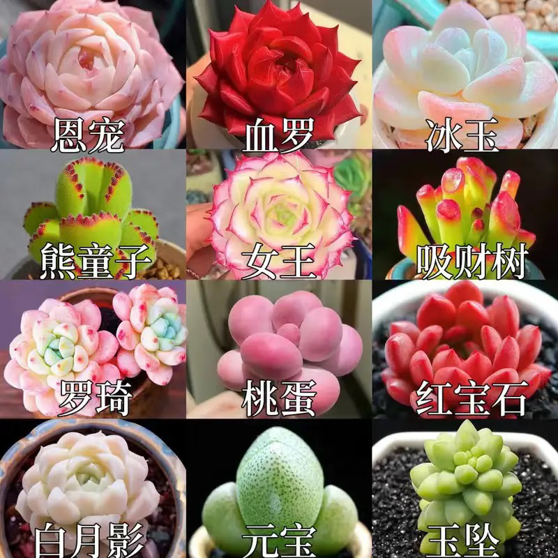 多肉植物品种大全！办公室超萌小绿植组合，养出高级感氛围感爆棚