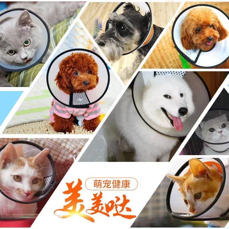 为什么拉布拉多犬如此受欢迎？它的优缺点和性格如何？