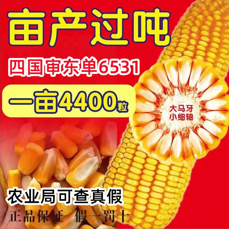 高产玉米种子的秘密：矮杆大棒抗倒伏，南北通用，双胞胎苞谷种，抗锈病王者登场！