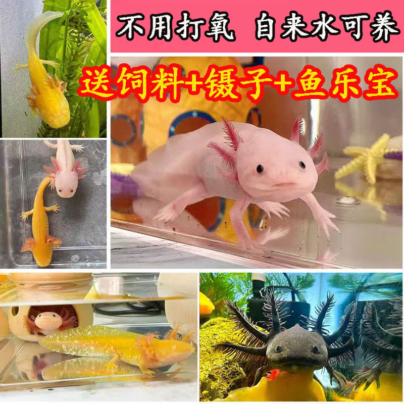 六角恐龙鱼&amp;冷水蝾螈：萌宠界的冷门新宠，轻松养活的快乐源泉！