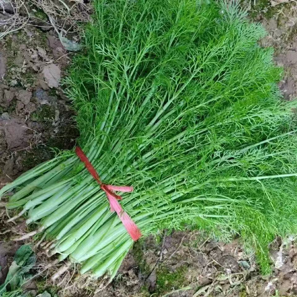 新鲜小茴香，当季蔬菜界的香料之星，包饺子必备，农家现采现发包邮！